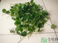 積雪草是什么?積雪草的功效與作用 積雪草是什么?積雪草的功效與作用