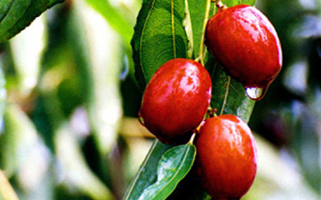 牛奶棗為什么叫牛奶棗 牛奶大青棗好吃嗎