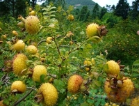 孕婦能吃刺梨嗎？刺梨的功效與作用