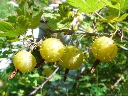 孕婦能吃刺梨嗎？刺梨的功效與作用