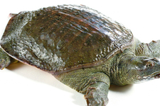 喝甲魚血能治陽痿嗎？甲魚血能喝嗎？