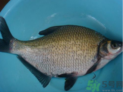 鳊魚多少錢一斤？野生鳊魚多少錢一斤？