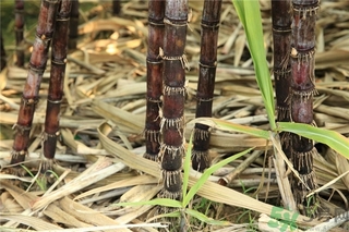 吃甘蔗會胖嗎,吃甘蔗會發(fā)胖嗎？