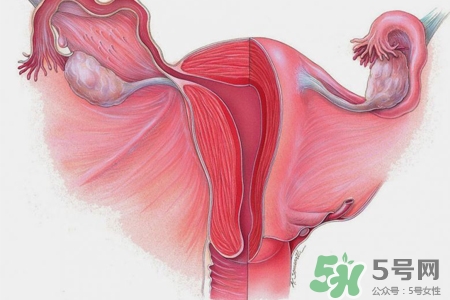 子宮小會(huì)影響生育嗎？子宮小會(huì)導(dǎo)致不孕嗎？