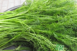 一歲寶寶能吃茴香嗎?寶寶吃茴香的好處 一歲寶寶能吃茴香嗎?寶寶吃茴香的好處