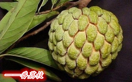 番荔枝有毒嗎 番荔枝會(huì)過(guò)敏嗎