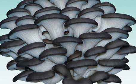 姬菇煮多久可以吃 姬菇煮熟可以隔夜吃嗎