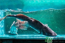 鮰魚的營(yíng)養(yǎng)價(jià)值 鮰魚的功效與作用 鮰魚的營(yíng)養(yǎng)價(jià)值 鮰魚的功效與作用