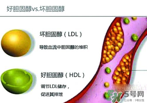膽固醇高是血脂稠嗎？膽固醇高和血脂稠有什么聯(lián)系？