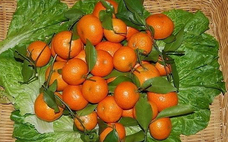 冰糖橘熱量高嗎？吃冰糖橘會發(fā)胖嗎？