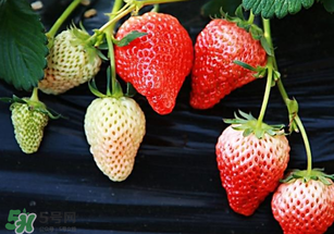 小孩咳嗽可以吃草莓嗎？小孩發(fā)燒可以吃草莓好？