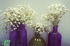 滿天星在花瓶里怎么養(yǎng)？滿天星買回來要養(yǎng)水嗎？