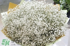 滿天星在花瓶里怎么養(yǎng)？滿天星買回來要養(yǎng)水嗎？