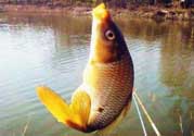 春天釣鯉魚用什么餌料？春天釣鯉魚餌料配方