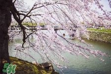 倒春寒是一種什么冷？倒春寒為什么會(huì)冷？