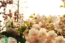 倒春寒是一種什么冷？倒春寒為什么會(huì)冷？