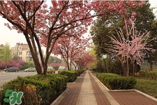 如何預(yù)防倒春寒？怎么預(yù)防倒春寒？