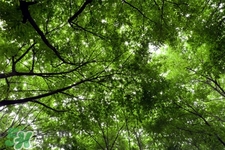 倒春寒喝什么茶好？倒春寒喝什么茶養(yǎng)生？