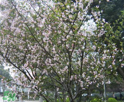 春天為什么會突然降溫？春天為什么會突然變冷？