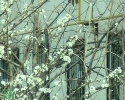 春天為什么會突然降溫？春天為什么會突然變冷？