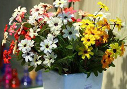 花粉過敏是感冒嗎？花粉過敏和感冒的區(qū)別