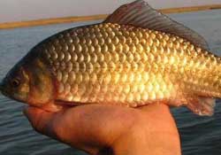 驚蟄前后好釣魚嗎？驚蟄前后釣魚技巧