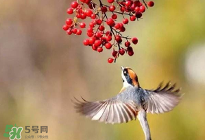 驚蟄過后一周會(huì)下雨嗎？驚蟄下雨好嗎？