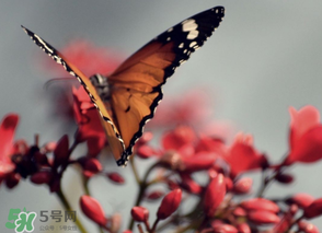 驚蟄過后一周會(huì)下雨嗎？驚蟄下雨好嗎？