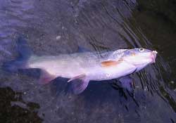 3月份釣魚用什么餌料？三月份釣魚用什么魚餌？