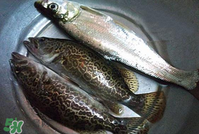 ?3月份可以釣翹嘴嗎？翹嘴幾月份好釣？