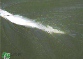 ?3月份可以釣翹嘴嗎？翹嘴幾月份好釣？