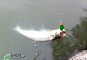 ?3月份可以釣翹嘴嗎？翹嘴幾月份好釣？