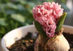 三月份可以種風(fēng)信子嗎？風(fēng)信子幾月份種植？