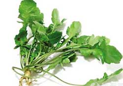 薺菜是什么菜？薺菜是什么野菜？