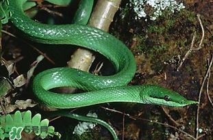 被蛇咬了怎么急救？被蛇咬了怎么辦？