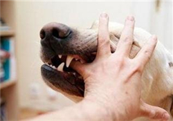 狂犬疫苗多少錢？狂犬疫苗價(jià)格？