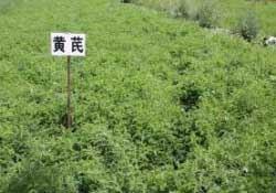 三月份能種什么藥材？春天種什么藥材？