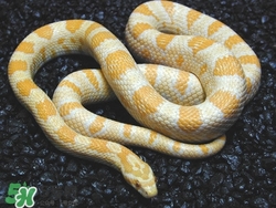 被蛇咬了怎么急救？被蛇咬了怎么辦？