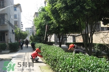 植樹節(jié)一般種什么樹？植樹節(jié)種什么樹比較好？