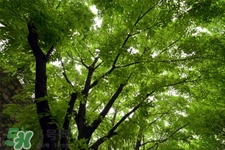 植樹節(jié)種樹要注意什么？植樹要注意哪些細節(jié)？