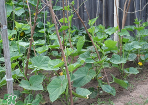 春天什么時候種黃瓜？黃瓜幾月份種？