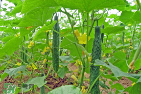 春天什么時候種黃瓜？黃瓜幾月份種？