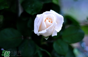 白色情人節(jié)送什么花？白色情人節(jié)送白玫瑰合適嗎？