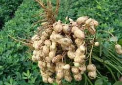 春天能種花生嗎？春天什么時候種花生？