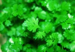 春天能種香菜嗎？香菜幾月份播種？