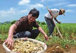 春天能種百合嗎？春天可以種百合嗎？