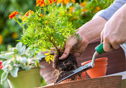 植樹節(jié)可以種什么花？植樹節(jié)種什么花好？