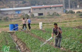 土豆多長(zhǎng)時(shí)間澆水一次？土豆幾天澆一次水？