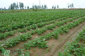 土豆多長(zhǎng)時(shí)間澆水一次？土豆幾天澆一次水？