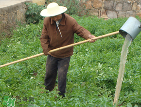 土豆多長(zhǎng)時(shí)間澆水一次？土豆幾天澆一次水？